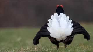 A 20-Year Love Affair with Black Grouse