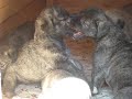 Irish Wolfhounds Puppies (1 month old). Miliy Zver Kennel. Moscow, Russia