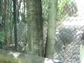 White Tiger scare