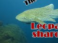 Leopard sharks in Andaman sea