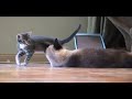 Liam Lych Clones his dead Cat!- LiamLynch.net (LynchLand)