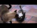 Liam Lych Clones his dead Cat!- LiamLynch.net (LynchLand)