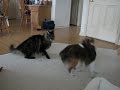 Sheltie and Maine Coon Wrestle