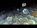 Antigenic Shift - the Spread of a New, Mutated Virus