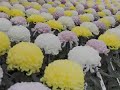 The New York Botanical Garden Presents - Kiku