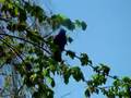 Red-winged Blackbird trilling