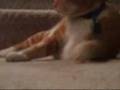 videos de Chris the Fat Cat: Through the Injuries