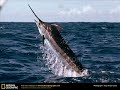 World Top 20 Fastest Speed Animals! World Top 20 Fastest Speed Animals!
