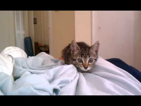 Kittensyoutube on Kitten Attack Video  Bubble Burst Picture  And Great Facebook Status