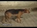köyün en komik köpegi davul zurnayi duyunca sarhos oluyor köyün en komik köpegi davul zurnayi duyunca sarhos oluyor