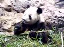 Giant Panda Eating While Sitting In a Pile of Bamboo Part 2