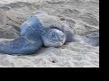 giant leatherback laying eggs trinidad