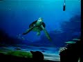 Turtle Talk with Crush Turtle Talk with Crush
