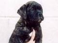 BULLMASTIFF PUPPIES 