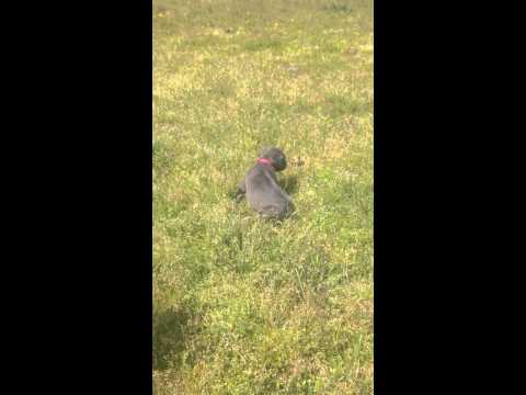 Solid Pink Girl Experiences the outdoors