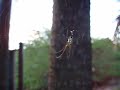 orchard spider
