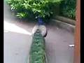 Our Day at Dublin Zoo! -- That Crazy Peacock!