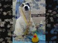 ?miszne zwierz?ta xD