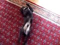 Rocko The Pug Scratches His Back Rocko The Pug Scratches His Back