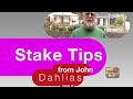 Click here to watch this video Dahlias 100.5 May into June-YouTube