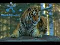 Releasing Siberian Tiger in China Part 2