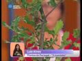 De tempos a tempos, na Praça, falarei das plantas do nosso país com potencial para serem utilizadas nos nossos jardins enquanto ornamentais. Coube ao azevinho (Ilex aquifolium), também conhecido como xardo, zebro, visqueiro ou pica-folha, ser a primeira, pela importância e pelo carinho que esta planta goza entre nós.De porte arbustivo ou arbóreo, pode alcançar 8-10 metros, sendo que normalmente o seu desenvolvimento é lento, preferindo ambientes de meia-sombra, fundamentais para um maior ritmo de crescimento, e solos frescos e ácidos. Os exemplares espontâneos ou aqueles que não sofreram intervenção humana, são plantas dióicas (com exemplares de flores femininas e masculinas em plantas distintas), só nos exemplares femininos se desenvolvem os desejados frutos vermelhos que lhe dão tanto encanto. Convém referir no entanto que existe uma multiplicidade de variedades e híbridos disponíveis no mercado, com formas e cores de folhas absolutamente diversos (variegados, com muitos espinhos, sem espinhos, etc), que apresentam em muitos casos plantas monóicas e por isso, autoférteis, graças a enxertias de borbulha, por exemplo.São muito resistentes à poluição, mas algo sensíveis a pragas, como as cochonilhas ou doenças, como a fumagina, relativamente fáceis de tratar.Toleram bem a poda regular, que pode até servir para estimular o seu desenvolvimento. Apesar de ser uma espécie protegida (Decreto-Lei nº 423/89 de 4 Dezembro) há cerca de 20 anos, ainda se continua a apanhar ilegalmente na natureza, o que tem contribuído, juntamente com outros factores, para que esta seja mais uma planta em vias de extinção em Portugal. A venda de ramos e plantas envasadas é legal, e uma boa forma de contribuir para a sua conservação. Vamos todos cultivar um azevinho?