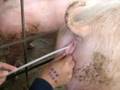 inseminando en huaral( granja de porcinos)