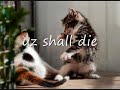 Kitty cat video/music secondhand serenade