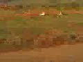gaiola no barrodromo de camaqu�
