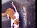 chananinho come farofino