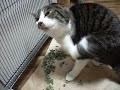 キャットニップとみーちゃん　その2