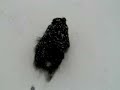 ポメラニアン動画