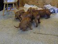 7.5  weeks vizslas playing with Rozsi