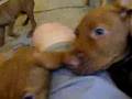7.5 weeks vizslas playing with Rozsi
