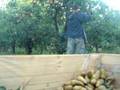 Fruit Picking in Merrigum Australia