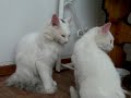 Two Kitties Are Bathing Each Other
