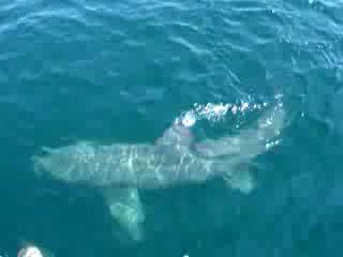 basking shark