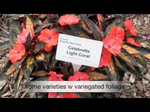 how to fertilize impatiens