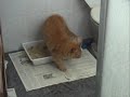 Minha Juventude - Visões de um Gato Urbano Minha Juventude - Visões de um Gato Urbano