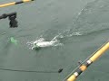 Lake Ontario Sport Fishing