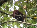 BUGIO Alouatta guariba