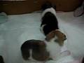 new born puppies