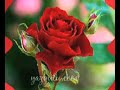 Click here to watch this video nicat.resid