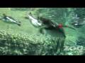 Endangered Humboldt penguins get their first look at their brand new exhibit at Woodland Park Zoo. Underwater swimming ensues... Come see them! Exhibit opened May 2, 2009. Produced by Ryan Hawk Music available: bit.ly