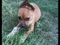 Amerikai Stafford Terrier