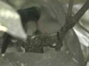 Rufous-tailed Hummingbird at nest