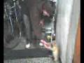 El gato chillador!!!!!