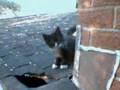 Kittens Playing to the Stray Cat Song! Kittens Playing to the Stray Cat Song!
