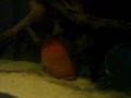 videos de paletki