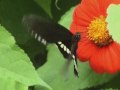 Una Mariposa